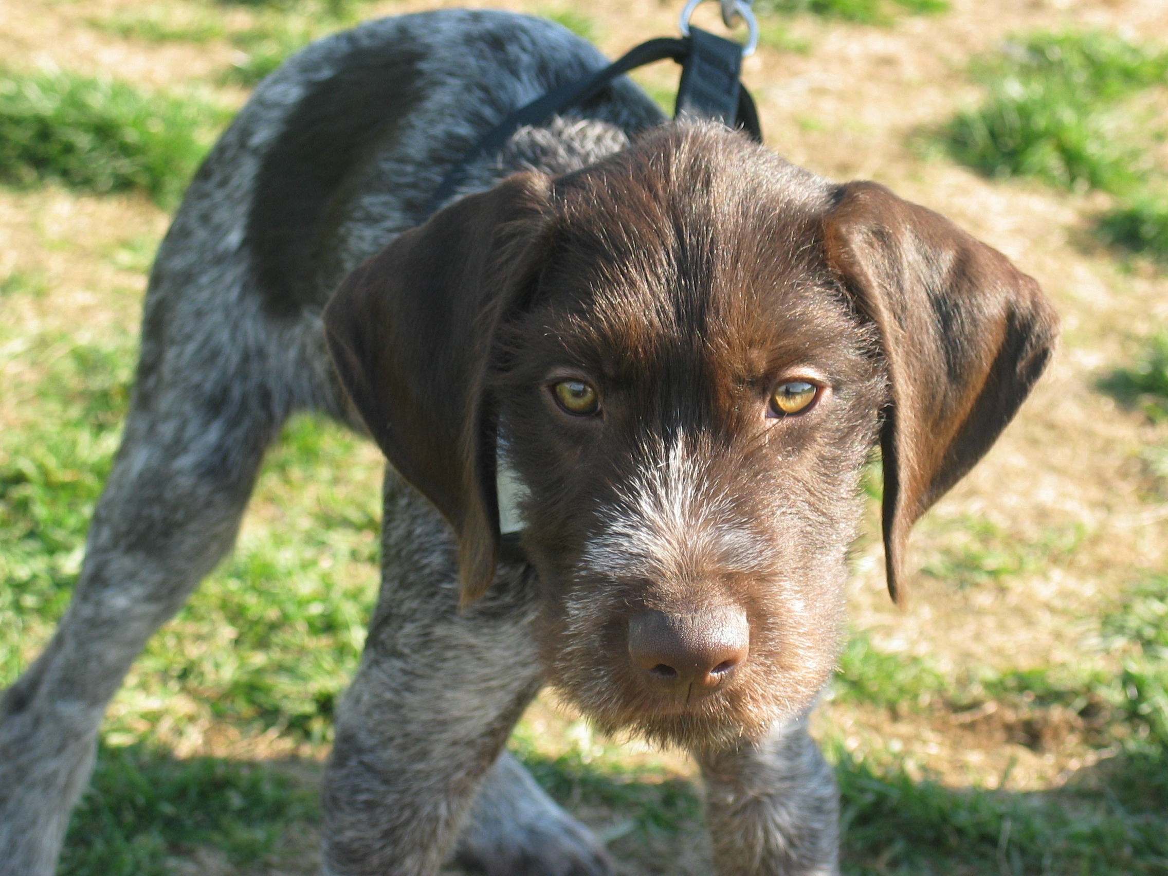 The Health Unit Wants You to do Your Part to Prevent Animal Bites