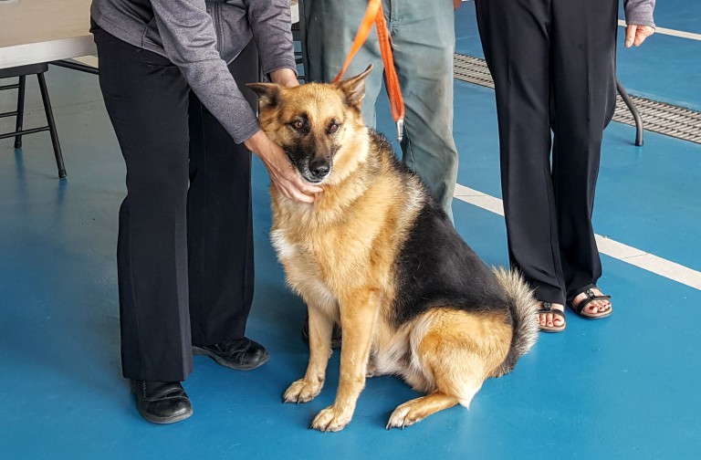 Rabies Vaccination Clinics Happening In September