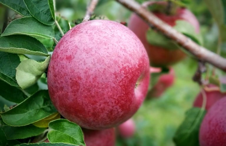 Ontario Ministry of Agriculture, Food and Rural Affairs have new awards