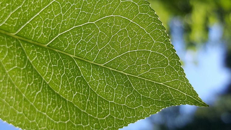 Forest Ontario Hopes To Plant 50 Million Trees By 2025
