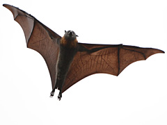 Health unit reminding people about being safe around bats