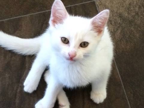 Update on kitten thrown from a vehicle in June