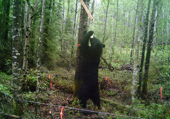 MNRF conducting black bear population studies across Ontario