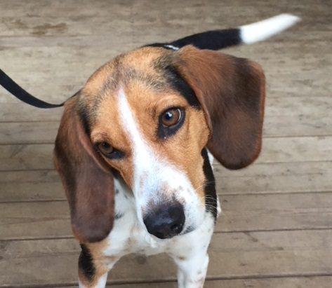 Four U.S. Dogs Being Rehomed Through Leeds & Grenville Animal Centre