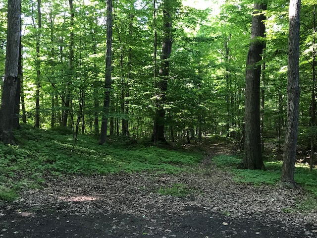 Non-hunters encouraged to avoid Limerick Forest as deer season begins November 1st
