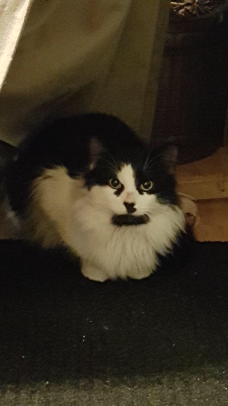 Ottawa Humane Society looking for alternative cat homes outside the city