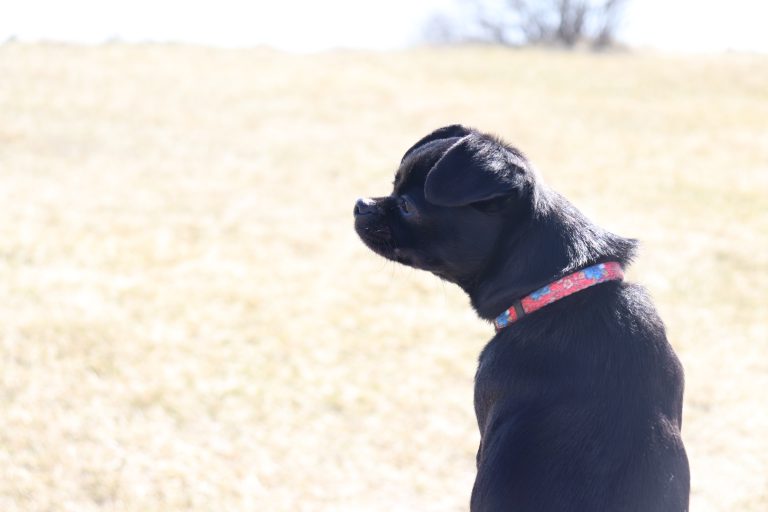 Local veterinarian talks pet safety on hot days