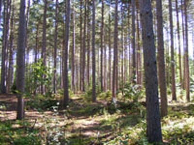Limerick Forest closes to the public