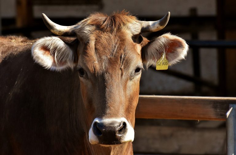 Volunteers needed for Winchester Dairyfest this August