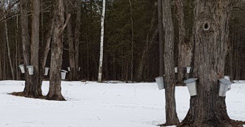 Hunter’s Maple Products Unlikely To Open Pancake House In 2021