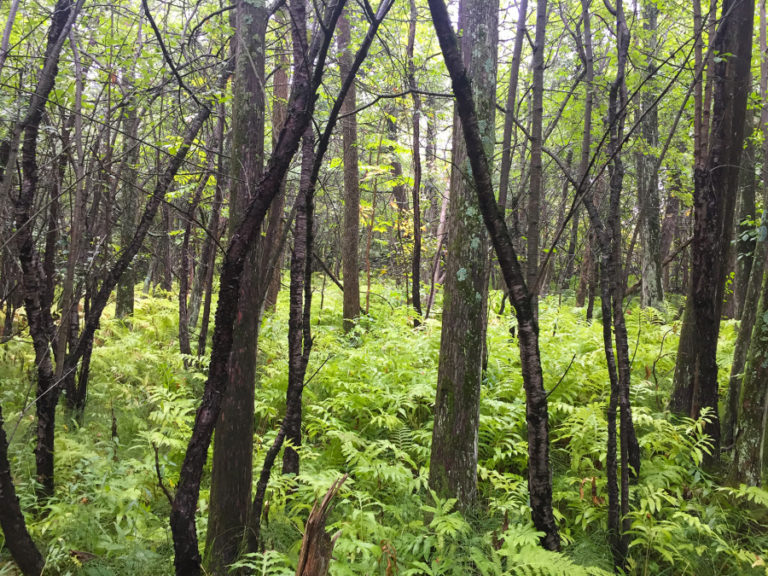 South Nation Conservation To Plant Record 230,000 Trees This Spring
