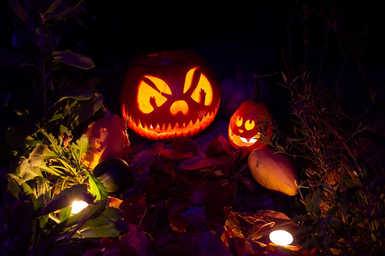 Don’t feed your pumpkins to wildlife