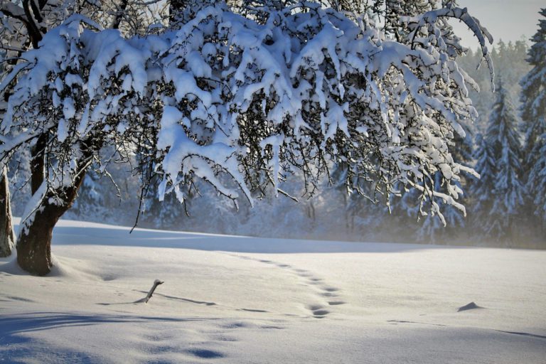 Township of Edwardsburgh-Cardinal offering curbside pickup for Christmas tree recycling