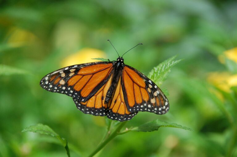 North Dundas organizing grand opening for “Platinum Jubilee Butterfly Garden”