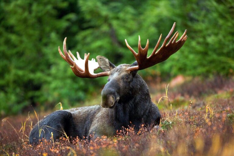 Applications for first moose tag allocation of 2023 open this weekend