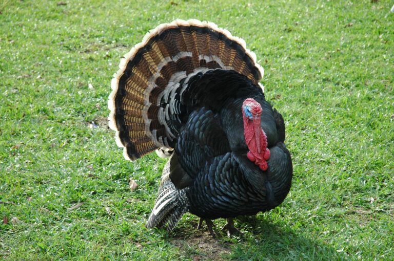 Ontario Fish and Wildlife: spring wild turkey season starts this month