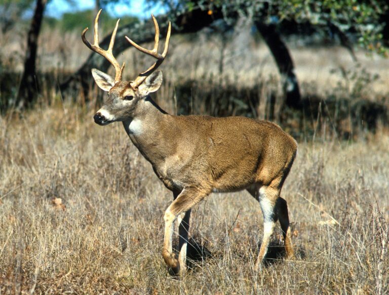 Deer season begins in Limerick Forest next week