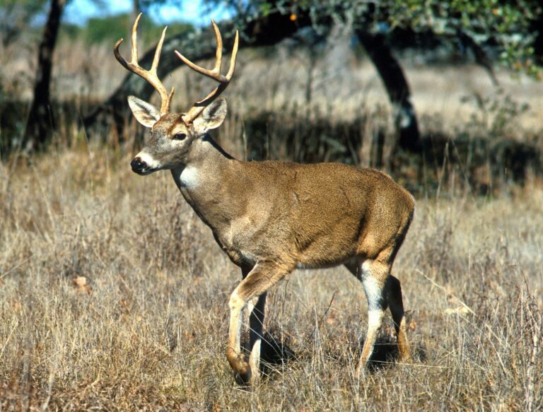 Deer hunting season begins next week, United Counties warn