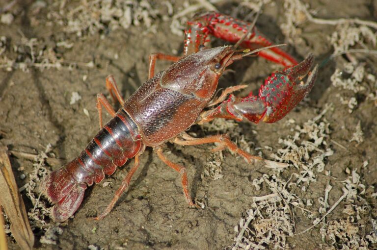 Ontario now considers Red Swamp Crayfish as invasive
