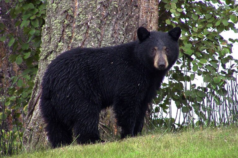 Hunters encouraged to report info on harvested black bears