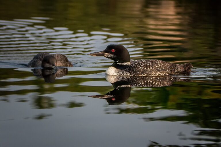 Reminder: applications for South Nation Conservation Watershed Advisory Committee close next week