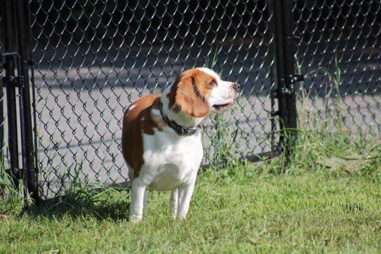 Ontario SPCA: don’t leave your pets alone in a hot car