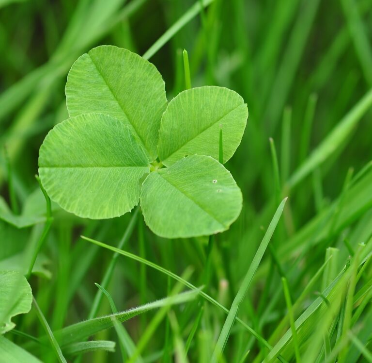 Iroquois-Matilda Lions Club announces St. Patrick’s Day Celebration raising money for CHEO