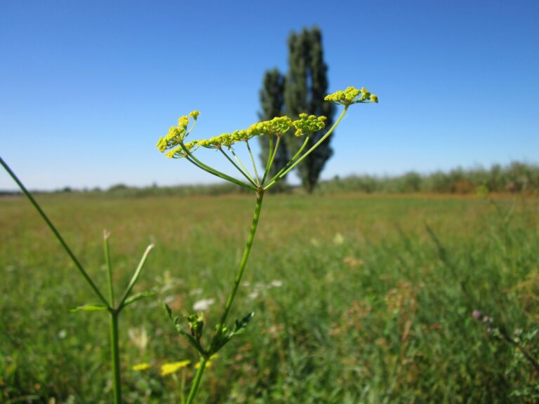 Augusta Township: keep an eye out for wild parsnip plants