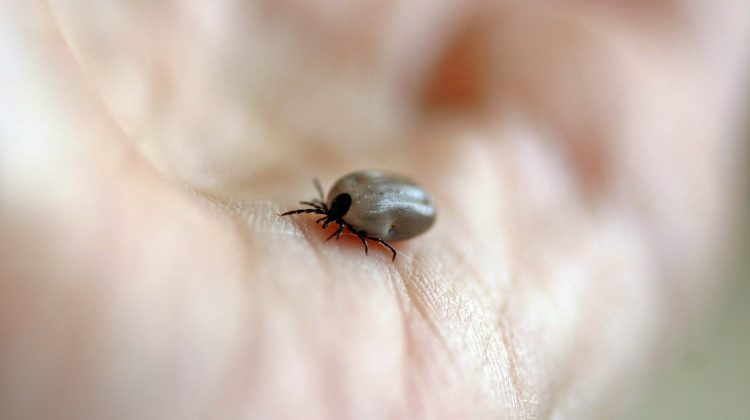 Health Unit: tick season begins early this year