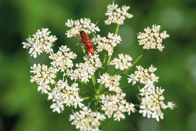 Hogweed spotted in Augusta Township