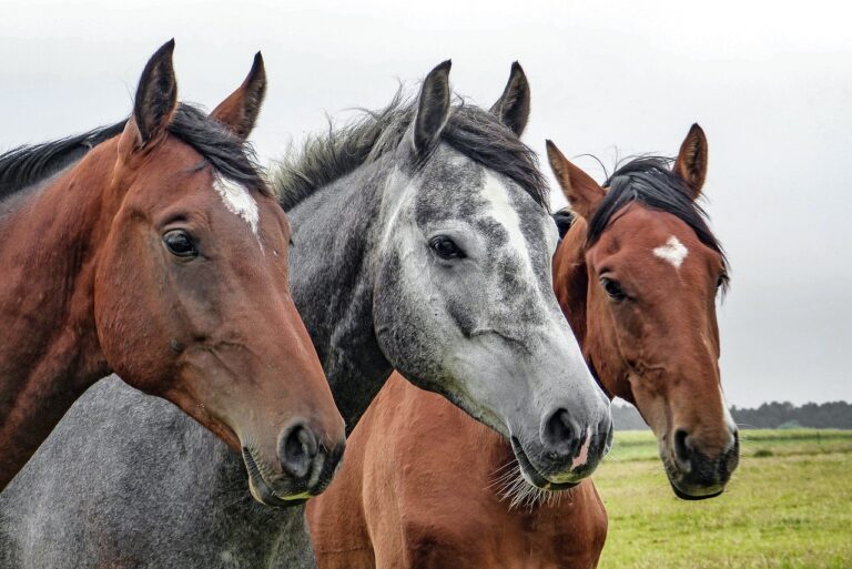 Local horse tests positive for dangerous “EEEV” virus: Health Unit