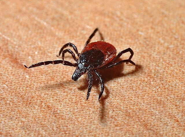 Ticks tested positive for Powasson virus: EOHU