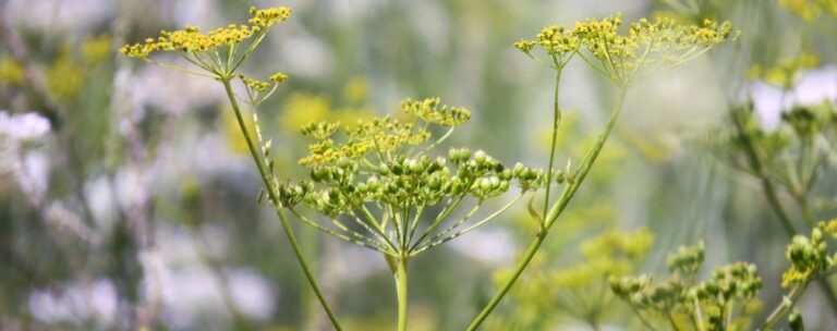 Annual roadside spraying scheduled to begin in May