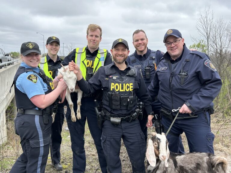 Grenville County OPP help find misbehaving goat new home