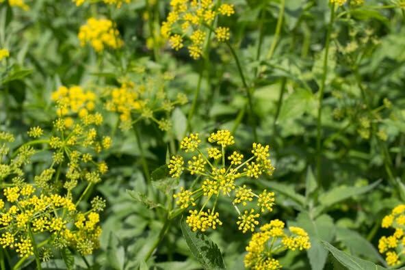 Health unit issues warning over dangerous weeds